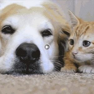 Meet your Posher, Sofia